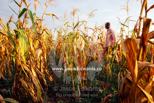 A man walking through a golden field of corn at sunset. Tororo District, Uganda.