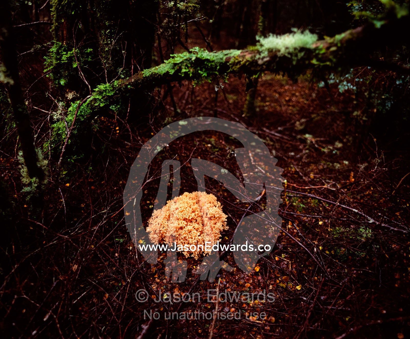 Ramaria Coral Fungi colony growing on a Beech forest floor. Tarkine Wilderness Area, Tasmania, Australia.