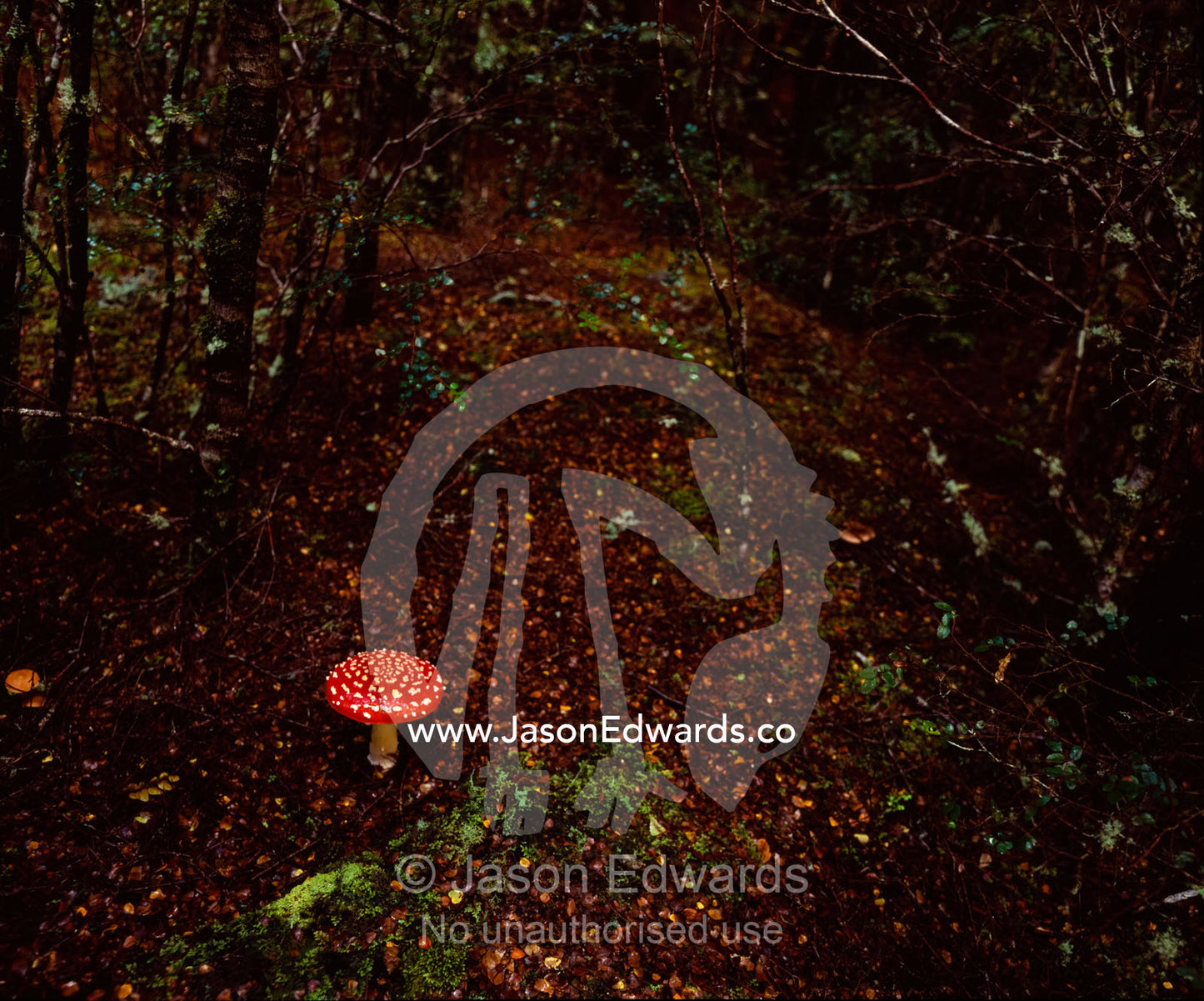 A bright red Fly Agaric, Amanita muscaria, fungi in a Beech forest. Tarkine Wilderness Area, Tasmania, Australia.