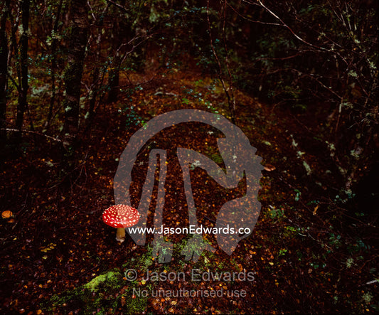 A bright red Fly Agaric, Amanita muscaria, fungi in a Beech forest. Tarkine Wilderness Area, Tasmania, Australia.