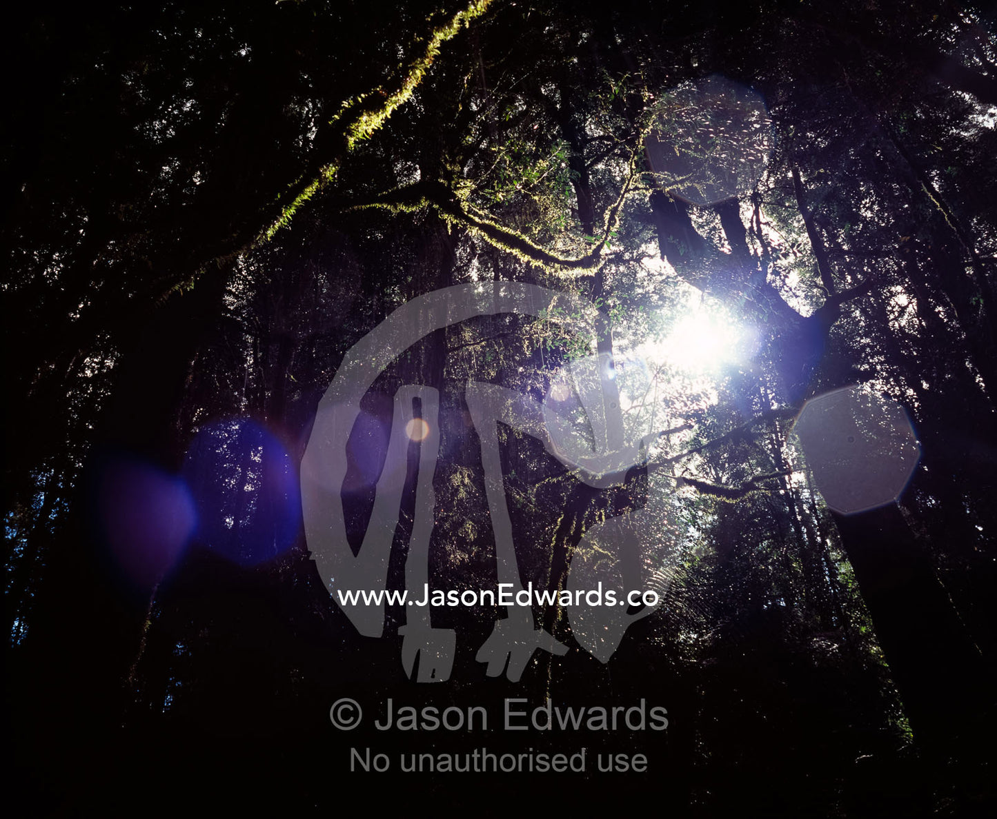 Sunlight pierces the tangled shadows of a Cool Temperate Rainforest. Tarkine Wilderness Area, Tasmania, Australia.