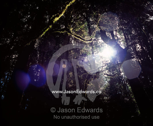 Sunlight pierces the tangled shadows of a Cool Temperate Rainforest. Tarkine Wilderness Area, Tasmania, Australia.