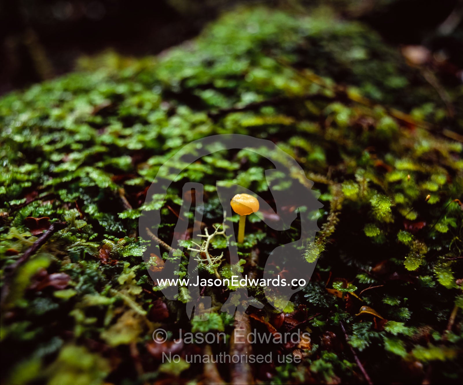 A diminutive Hygrocybe Waxcap Mushroom on a moss covered log. Tarkine Wilderness Area, Tasmania, Australia.