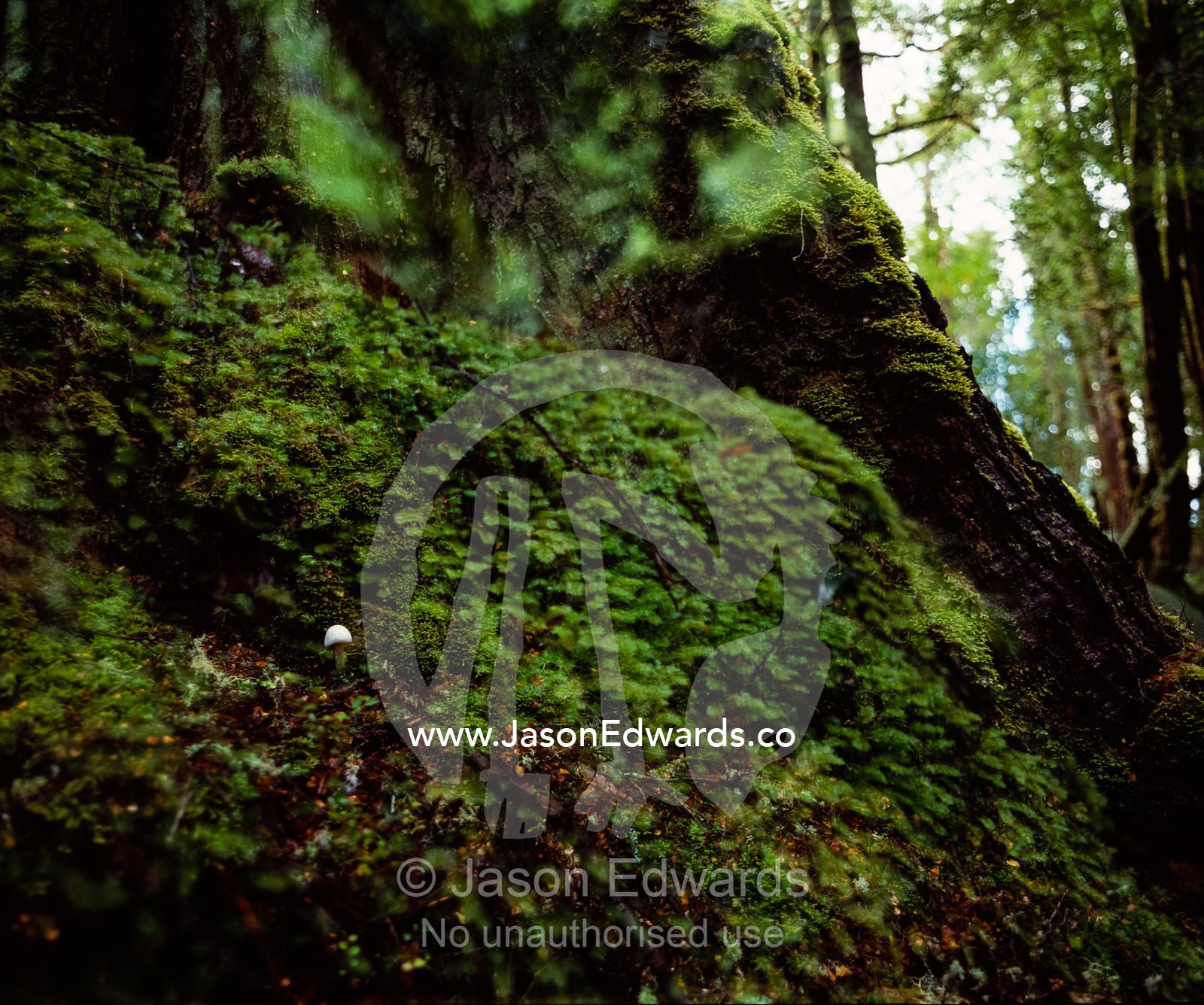An Inocybe Mushroom at the base of a huge moss covered Myrtle Beech. Tarkine Wilderness Area, Tasmania, Australia.