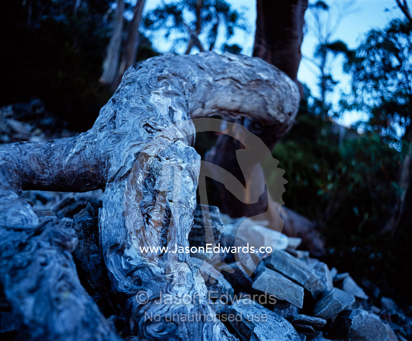 A Tasmanian Snow Gum tree trunk emerging from a rocky mountainside. Cradle Mountain, Lake St Clair National Park, Tasmania, Australia.