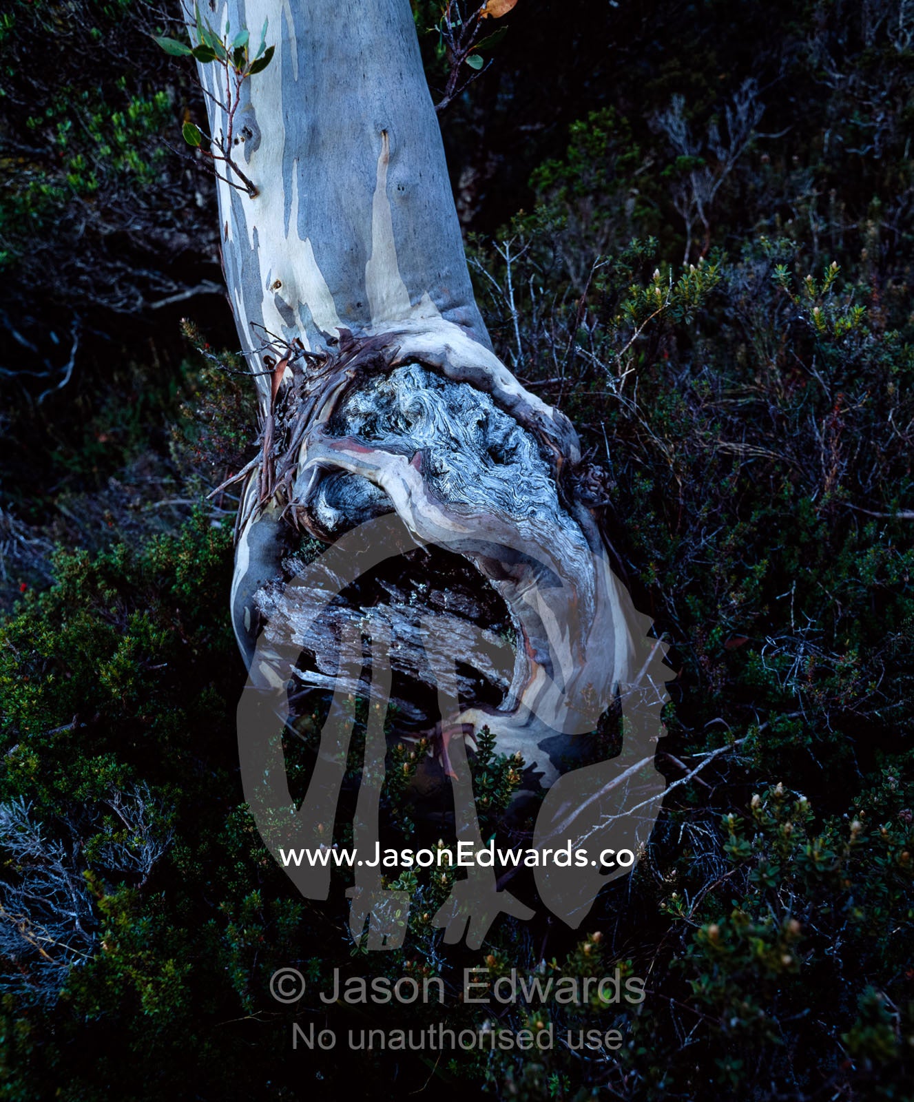 An Tasmanian Snow Gum tree trunk emerging from heath on a mountainside Cradle Mountain, Lake St Clair National Park, Tasmania, Australia.