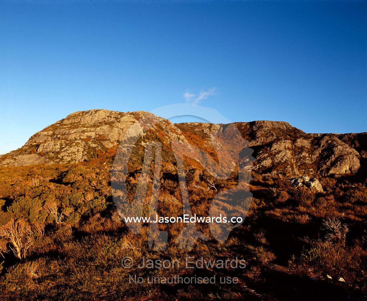 Deciduous Beech, Nothofagus gunnii, on the slopes of Marions Lookout. Cradle Mountain, Lake St Clair National Park, Tasmania, Australia.