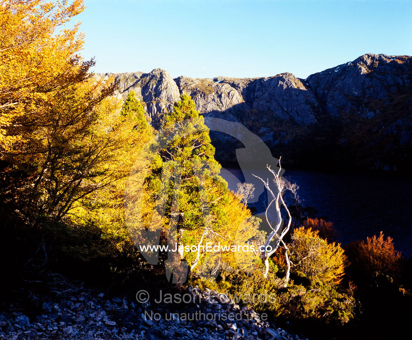 Deciduous Beech, Nothofagus gunnii, lining the shores of Crater Lake. Cradle Mountain, Lake St Clair National Park, Tasmania, Australia.