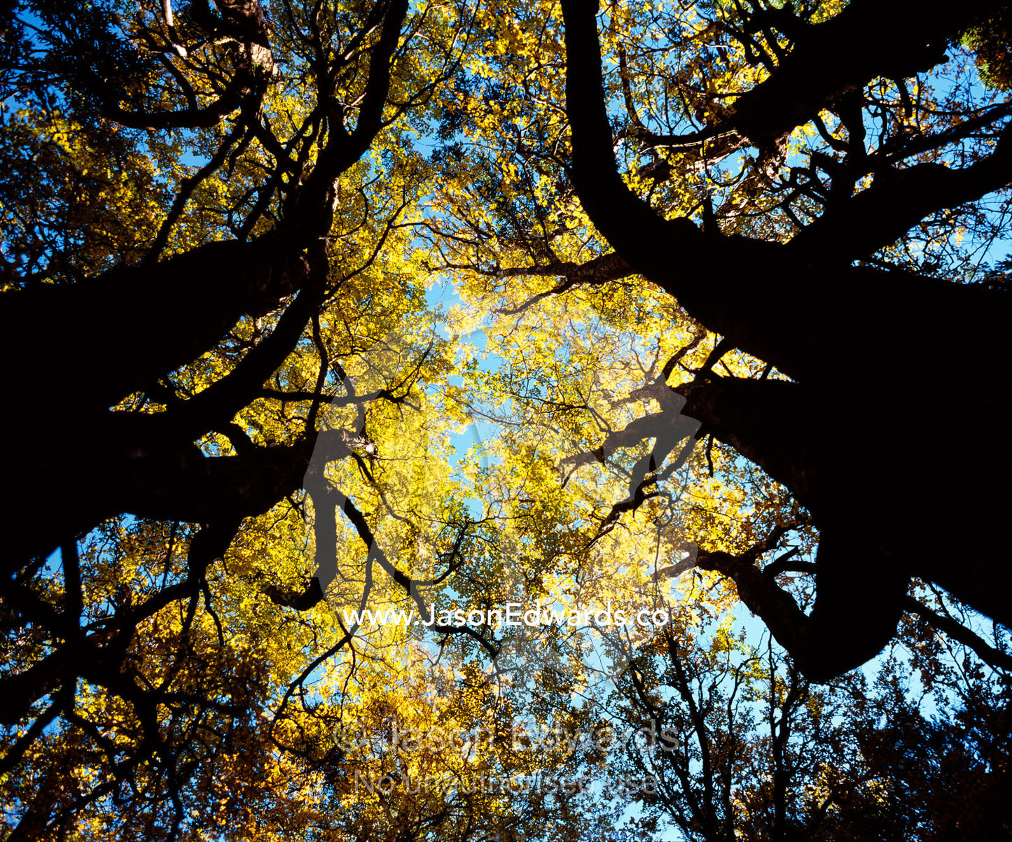 The canopy of Deciduous Beech, Nothofagus gunnii, near Hounslow Heath. Cradle Mountain, Lake St Clair National Park, Tasmania, Australia.