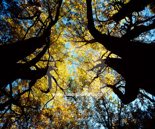 The canopy of Deciduous Beech, Nothofagus gunnii, near Hounslow Heath. Cradle Mountain, Lake St Clair National Park, Tasmania, Australia.