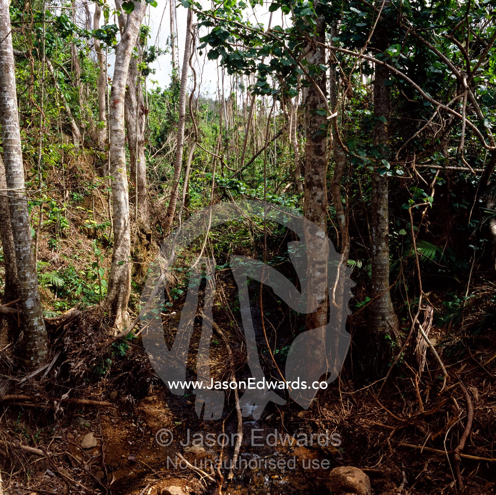 Tropical rainforest ecosystem devastated by Category 5 cyclone Larry. near Mission Beach, Queensland, Australia.