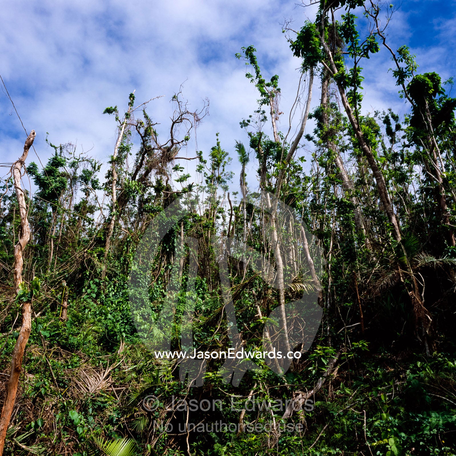 Tropical rainforest ecosystem devastated by Category 5 cyclone Larry. near Mission Beach, Queensland, Australia.