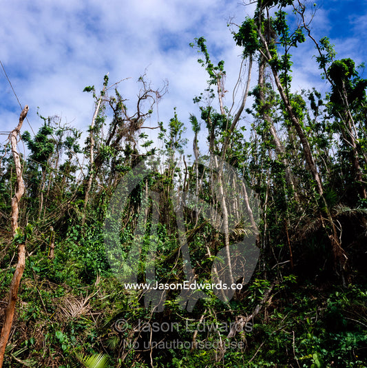 Tropical rainforest ecosystem devastated by Category 5 cyclone Larry. near Mission Beach, Queensland, Australia.