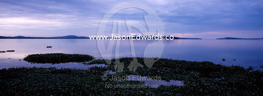 Dawn rises over the still waters of Lake Victoria and Water Hyacinth. Lake Victoria, Kampala, Uganda.
