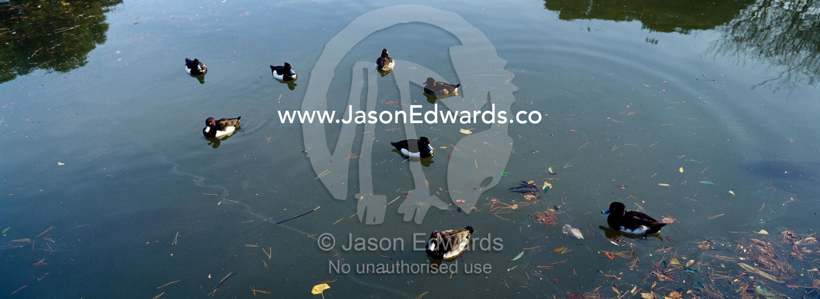Ducks floating peacefully on the surface of a pond in an ancient Japanese garden. Rikugien Gardens, Komagome, Tokyo, Japan.