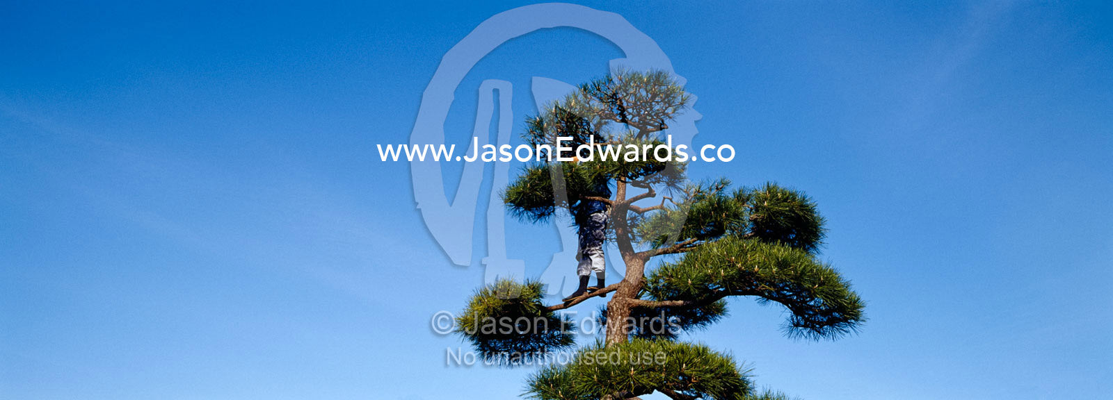 An ancient Japanese garden requires care to prune its beloved trees. Rikugien Gardens, Komagome, Tokyo, Japan.