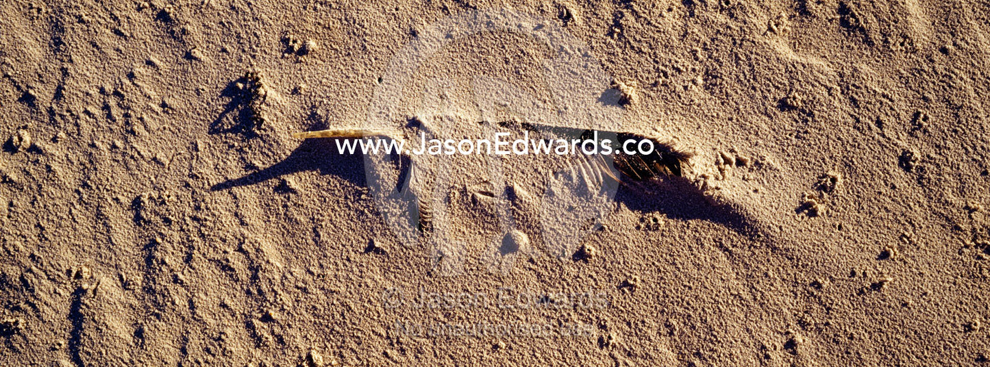A sea bird feather gathers sand on a remote beach at low tide. South West Conservation Area, Tasmania, Australia.