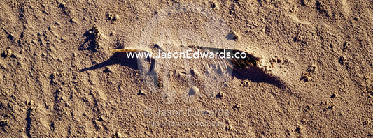 A sea bird feather gathers sand on a remote beach at low tide. South West Conservation Area, Tasmania, Australia.