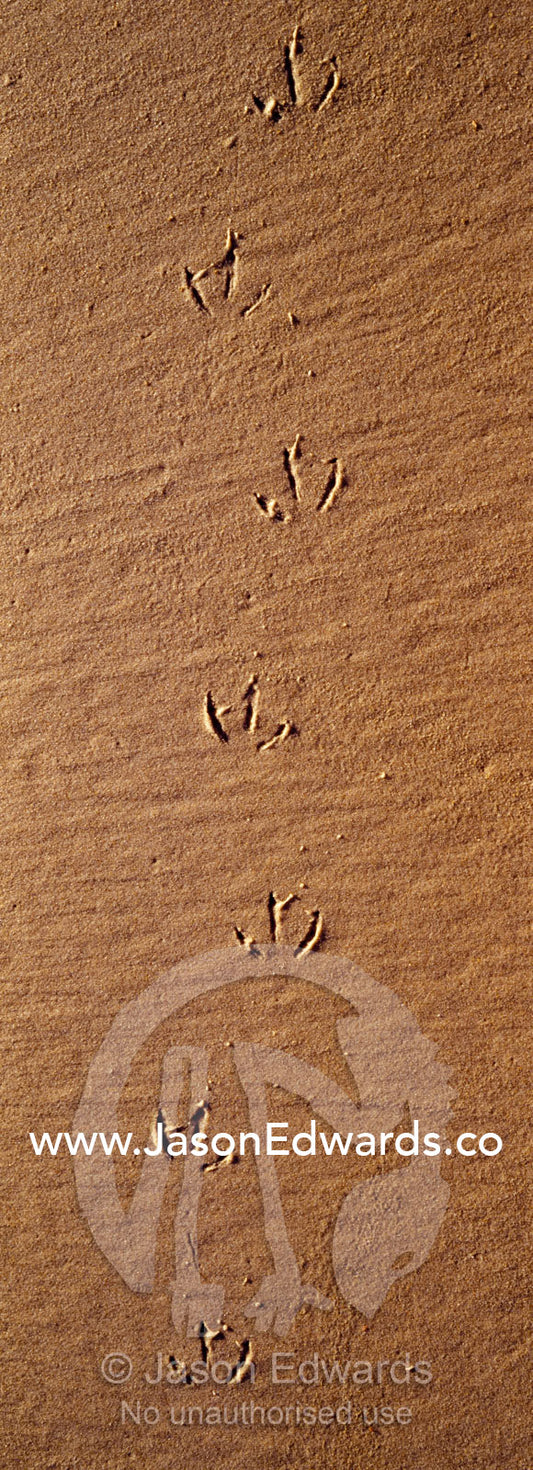 Tracks along a remote beach mark the passing of a sea bird at low tide South West Conservation Area, Tasmania, Australia.