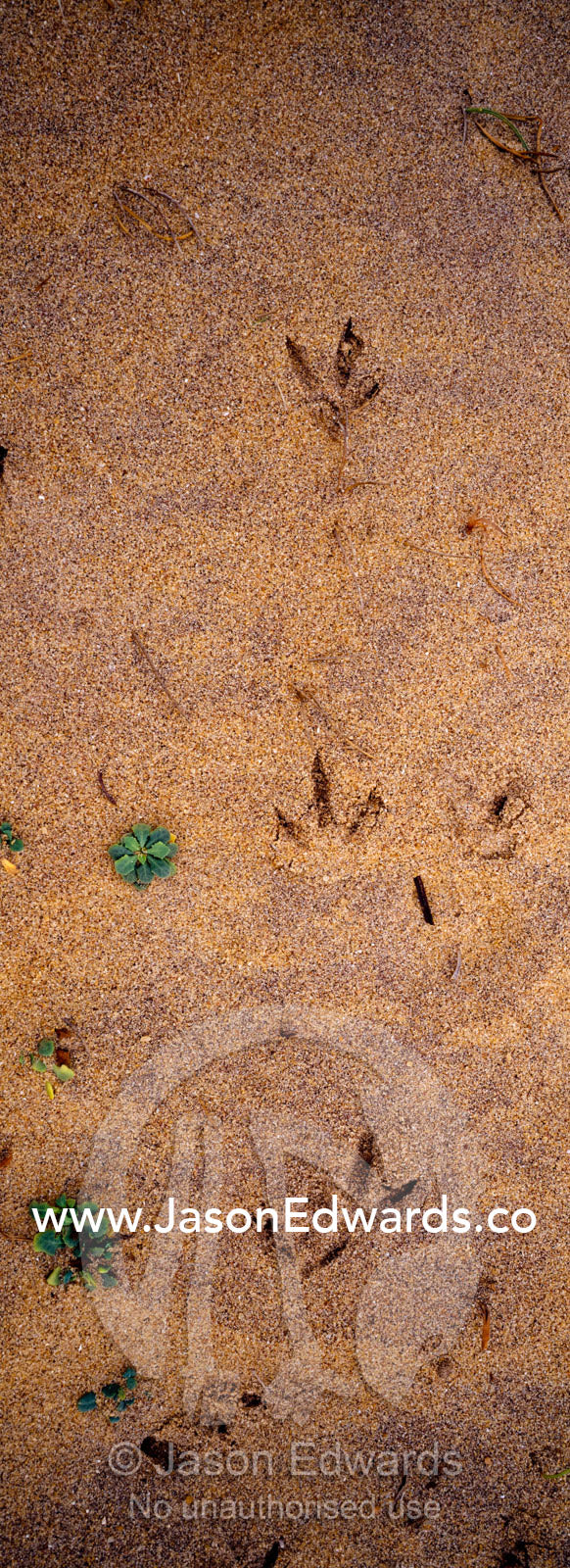 Sea bird tracks march along a remote beach on Sri Lanka s coastline. Bundala National Park, Sri Lanka.