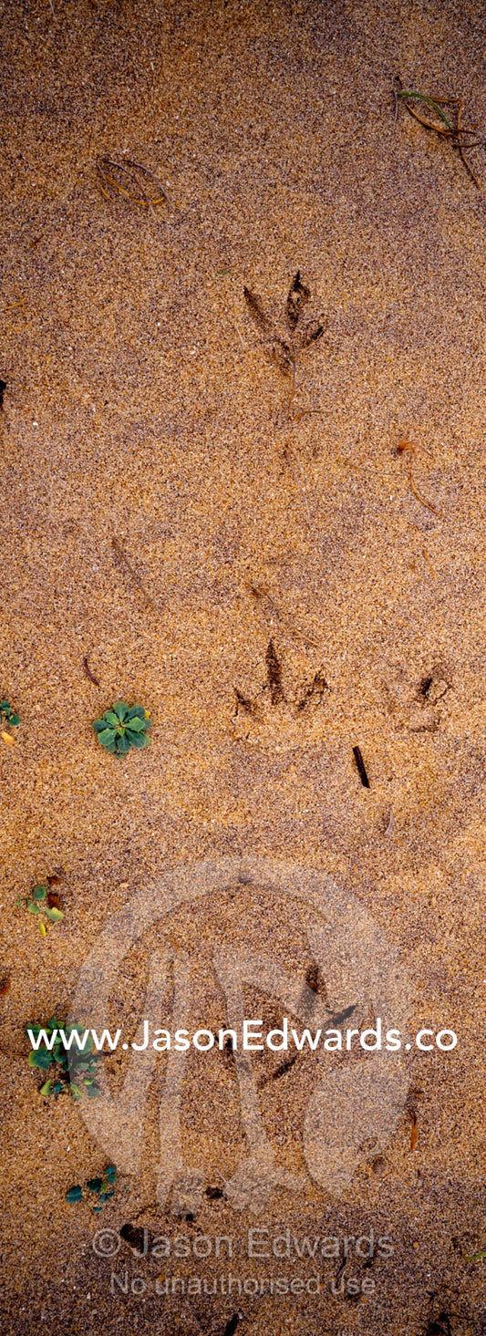 Sea bird tracks march along a remote beach on Sri Lanka s coastline. Bundala National Park, Sri Lanka.