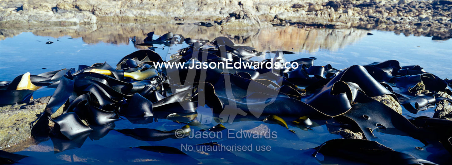 Bull Kelp trapped in tidal pools along a rugged Tasmanian coastline. South West Conservation Area, Tasmania, Australia.