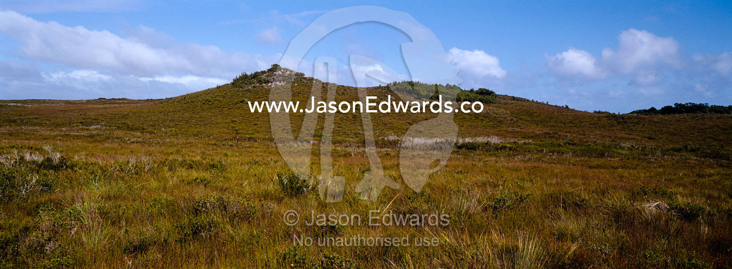 Buttongrass, Gymnoschoenus sphaerocephalus, moorland covering a hill. South West Conservation Area, Tasmania, Australia.
