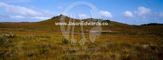 Buttongrass, Gymnoschoenus sphaerocephalus, moorland covering a hill. South West Conservation Area, Tasmania, Australia.