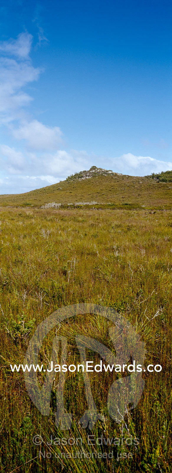 Buttongrass, Gymnoschoenus sphaerocephalus, moorland covering a hill. South West Conservation Area, Tasmania, Australia