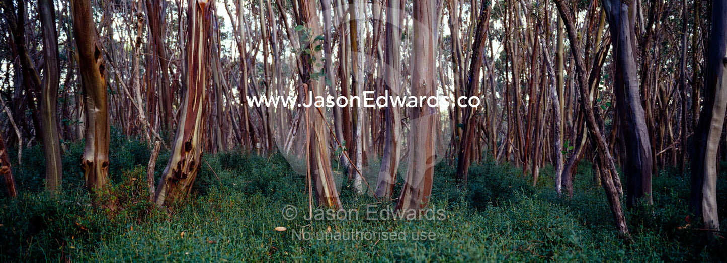 The tightly fit trunks of Snow Gum surround a small alpine clearing. Lake Mountain National Park, Victoria, Australia.