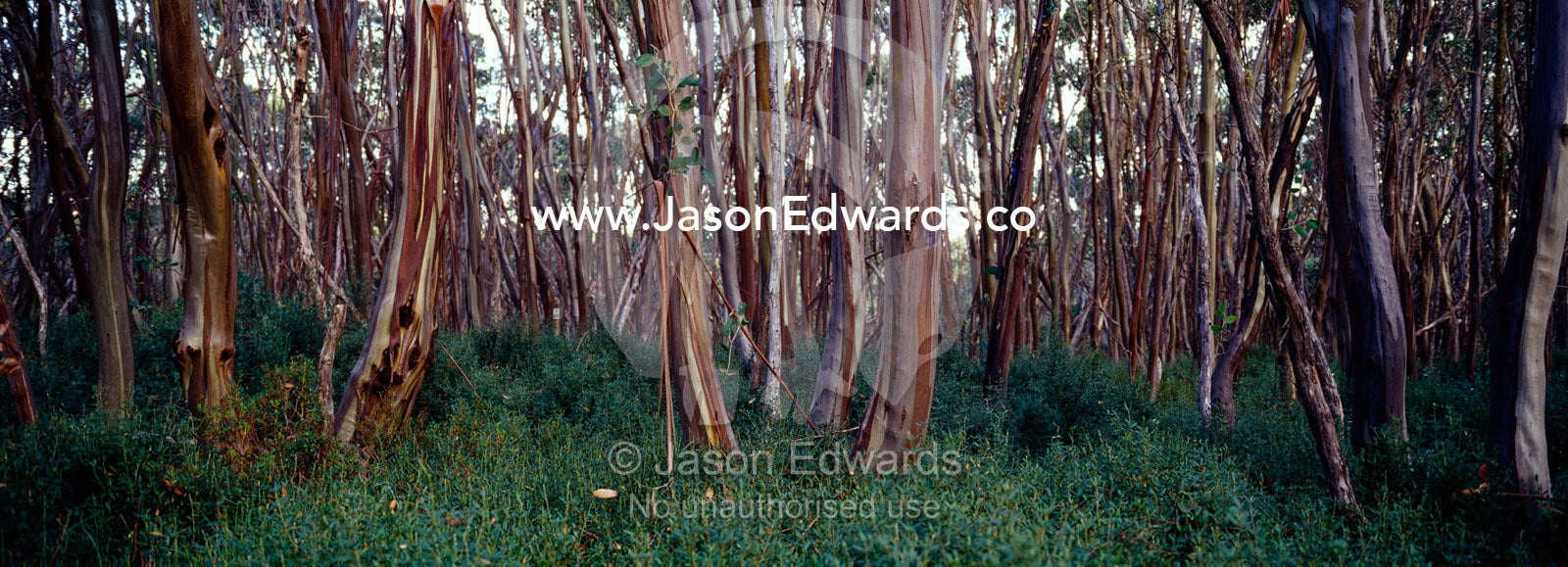 The tightly fit trunks of Snow Gum surround a small alpine clearing. Lake Mountain National Park, Victoria, Australia.