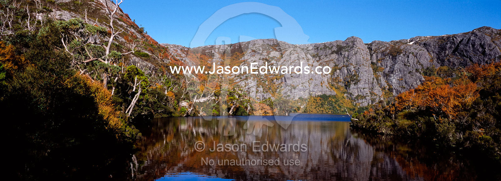 Stands of Deciduous Beech, Nothofagus gunnii, reflected in Crater Lake Cradle Mountain Lake St Clair National Park, Tasmania, Australia.