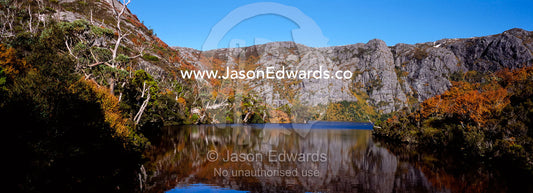 Stands of Deciduous Beech, Nothofagus gunnii, reflected in Crater Lake Cradle Mountain Lake St Clair National Park, Tasmania, Australia.