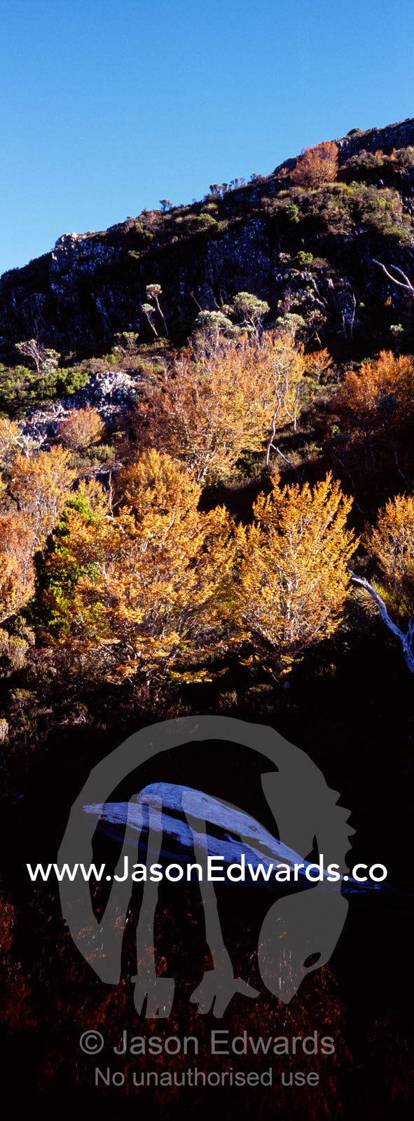 Stands of Deciduous Beech, Nothofagus gunnii, reflected in Crater Lake Cradle Mountain Lake St Clair National Park, Tasmania, Australia.