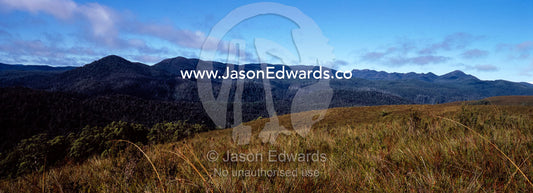Buttongrass Moorland and Tall Wet Eucalypt forested mountain slopes. Tarkine Wilderness Area, Tasmania, Australia.
