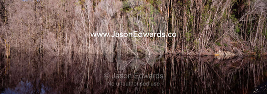 A stand of dead trees line a lake near a massive mining operation. Tarkine Wilderness Area, Tasmania, Australia.