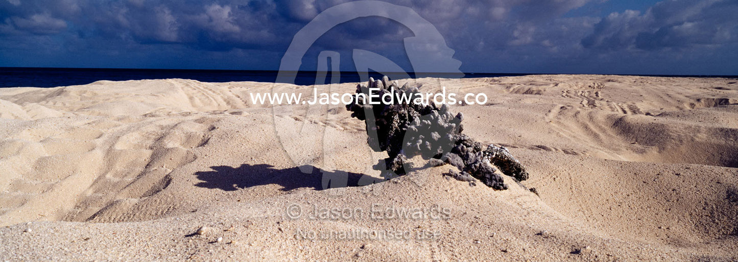 A massive coral head washed onto a deserted island by a huge storm. Magdelaine Cay, Coral Sea Island Territory, Australia.