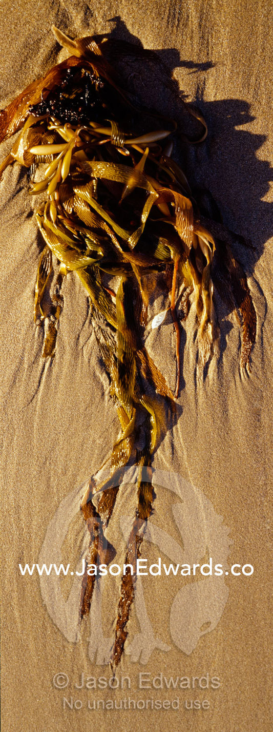 Ocean waves leave beautiful patterns trailing kelp leaves on a beach. Jan Juc, Victoria, Australia.