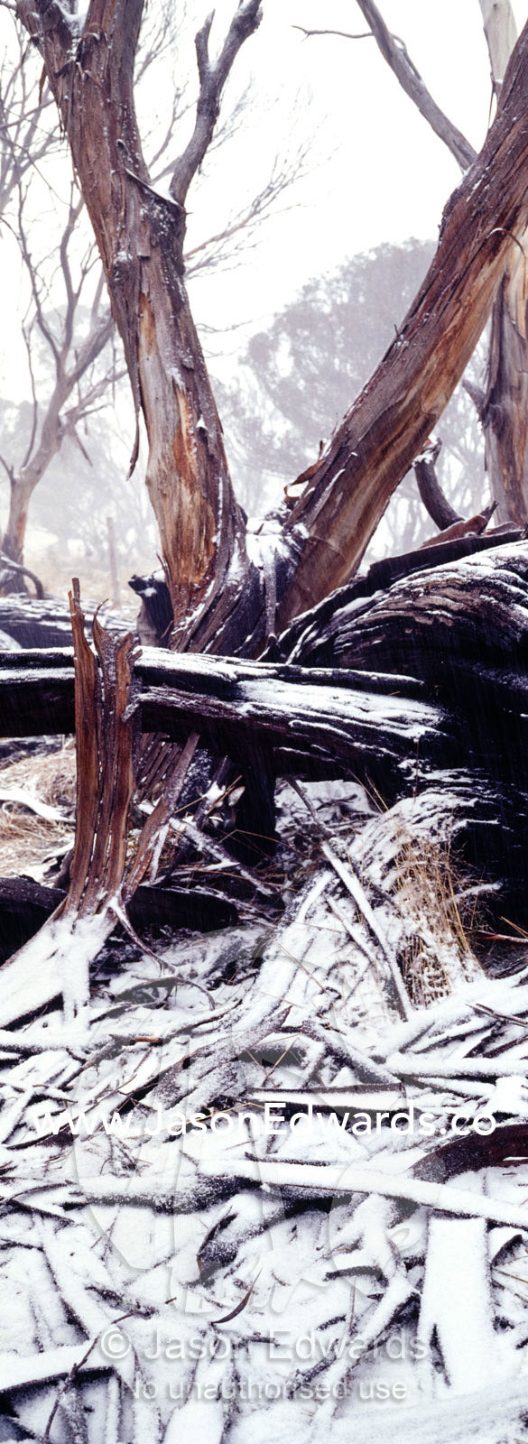 Light snow covers the charred remains of a stand of forest after fire. JB Plain, Alpine National Park, Victoria, Australia.