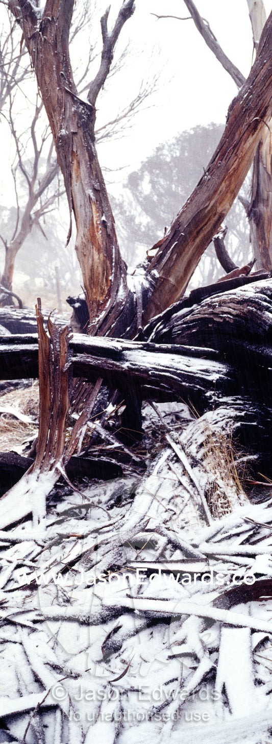 Light snow covers the charred remains of a stand of forest after fire. JB Plain, Alpine National Park, Victoria, Australia.