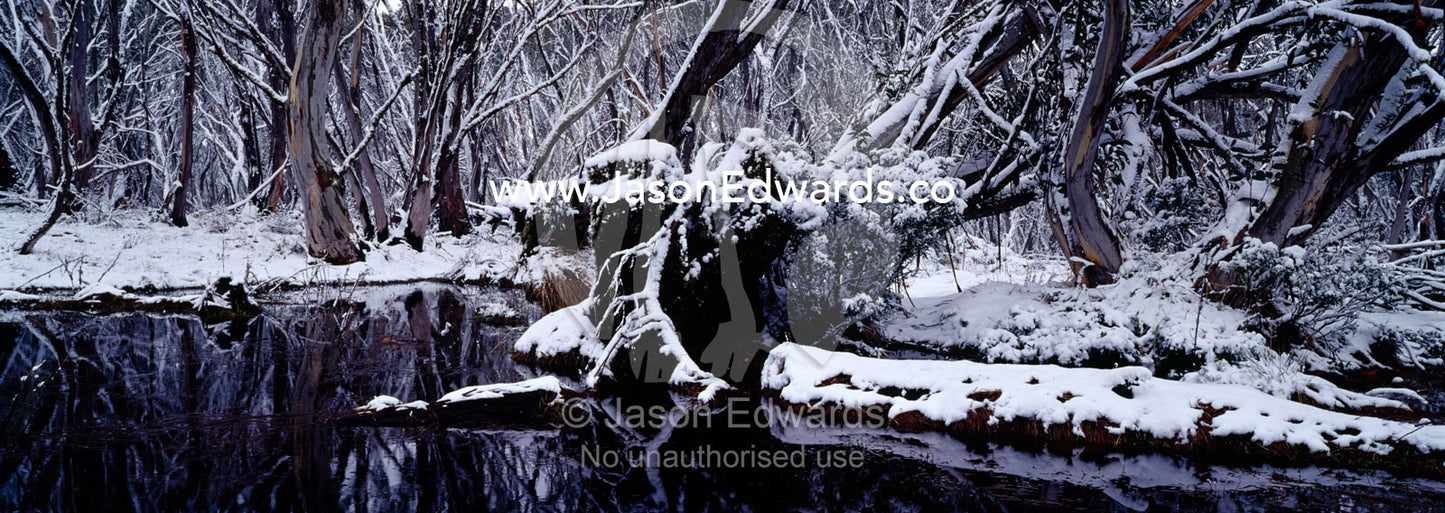 Light snow covers a forest of Snow Gum surrounding a small alpine pool Mount Hotham, Alpine National Park, Victoria, Australia.