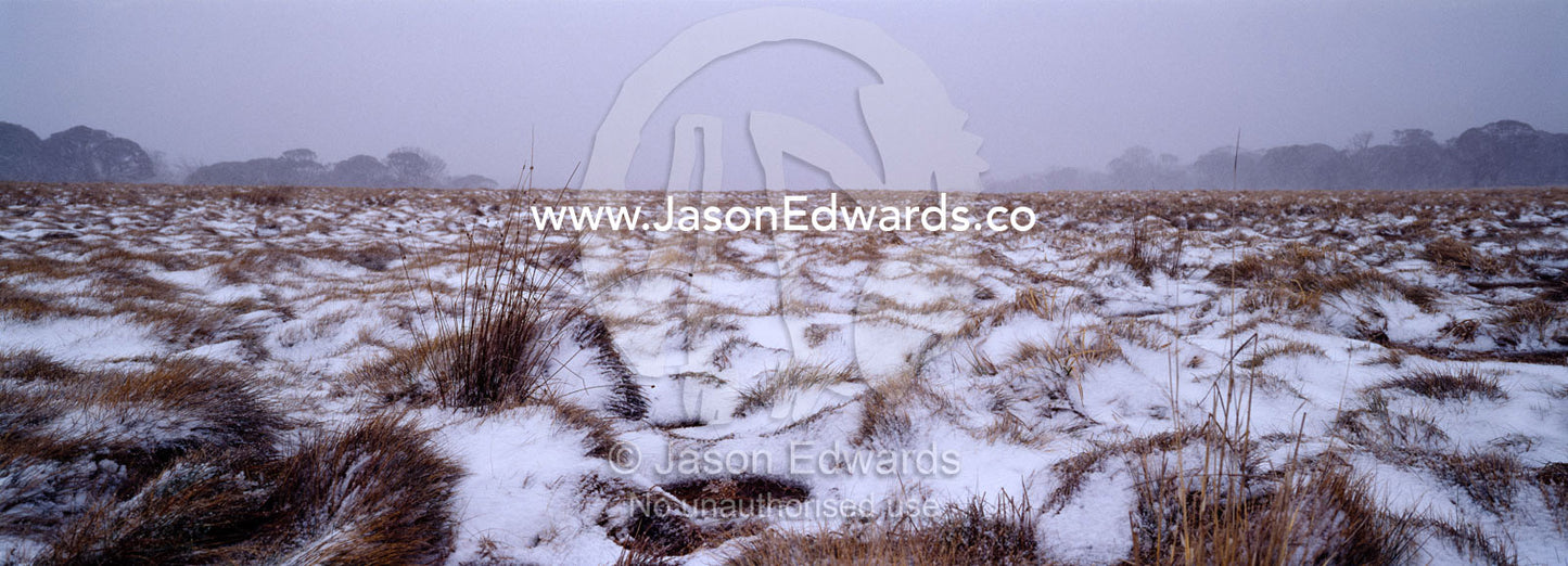 A alpine blizzard descends over a frozen plain in the High Country. JB Plain, Alpine National Park, Victoria, Australia.