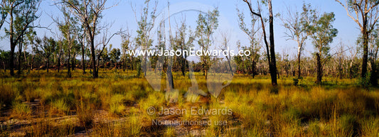 Open woodland and Spinifex grasslands, Triodia species, at sunset. Limmen National Park, Northern Territory, Australia.