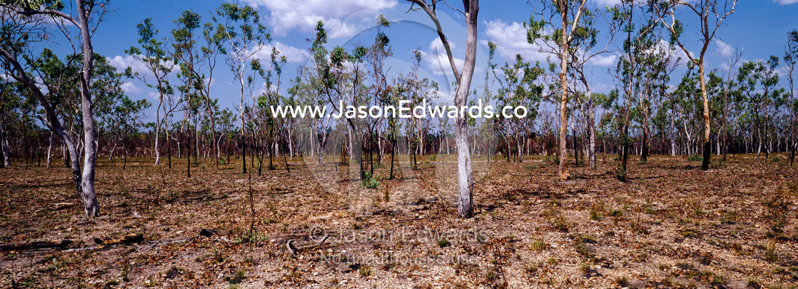 Dry Open Woodland, the nesting site of the endangered Gouldian Finch. Limmen National Park, Northern Territory, Australia.