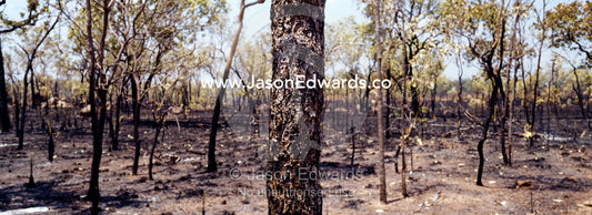 Deliberately lit fires destroy habitat for endangered Gouldian Finches near Nitmiluk, Katherine Gorge, National Park, Northern Territory, Australia.