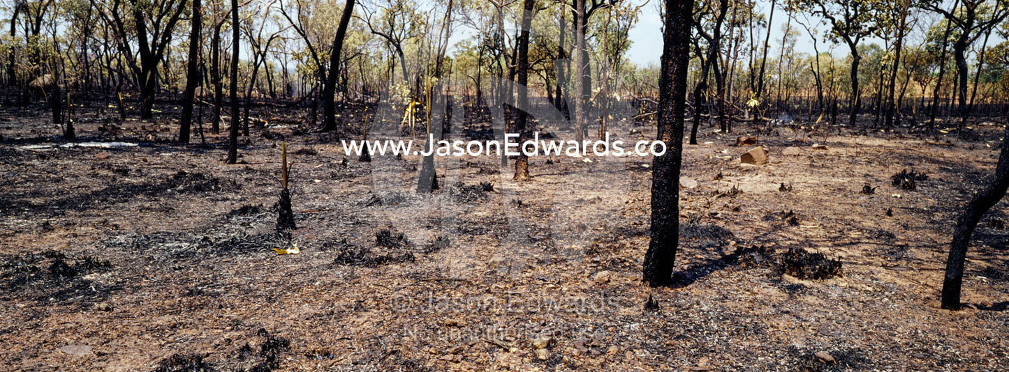 Deliberately lit fires destroy habitat for endangered Gouldian Finches near Nitmiluk, Katherine Gorge, National Park, Northern Territory, Australia.