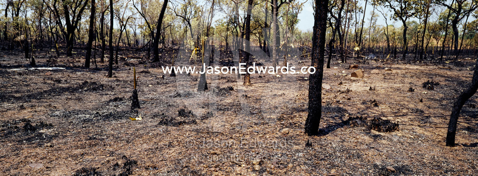 Deliberately lit fires destroy habitat for endangered Gouldian Finches near Nitmiluk, Katherine Gorge, National Park, Northern Territory, Australia.