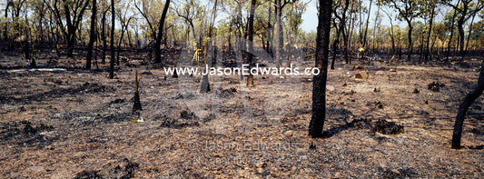 Deliberately lit fires destroy habitat for endangered Gouldian Finches near Nitmiluk, Katherine Gorge, National Park, Northern Territory, Australia.