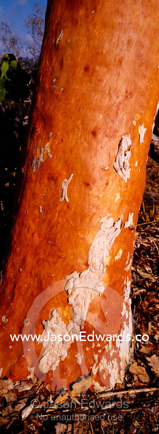The beautiful, richly coloured trunk of the Pink Salmon Gum. Nitmiluk, Katherine Gorge, National Park, Northern Territory, Australia.