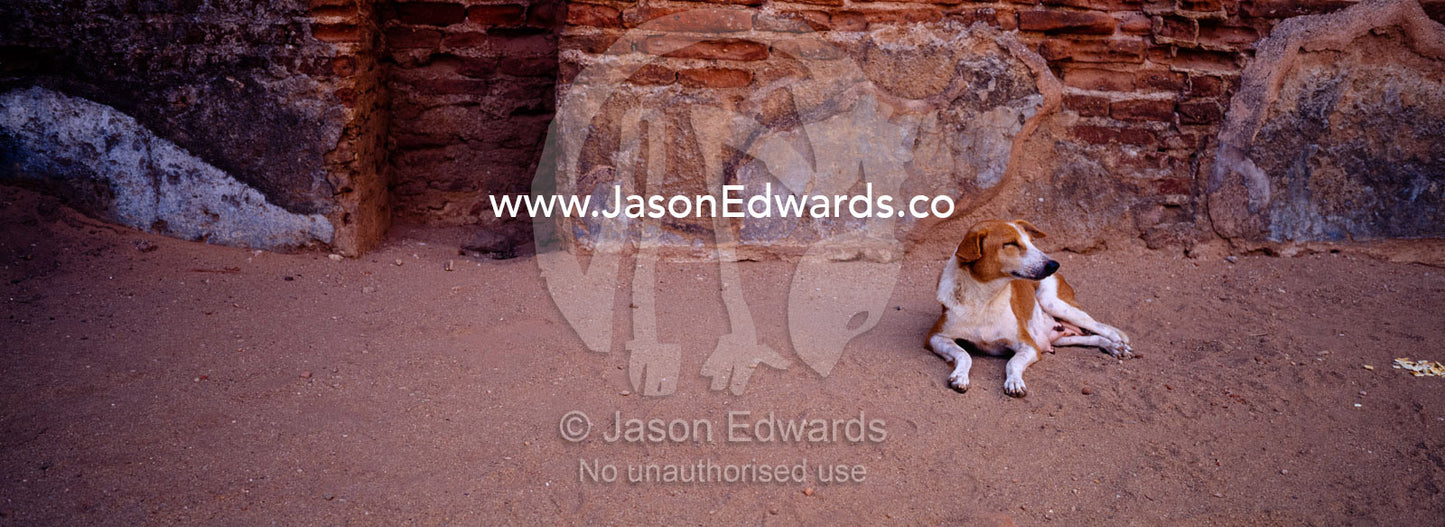 A domestic dog rests from the heat inside the ruins of Polonnaruwa. Polonnaruwa Ancient City, Sri Lanka.